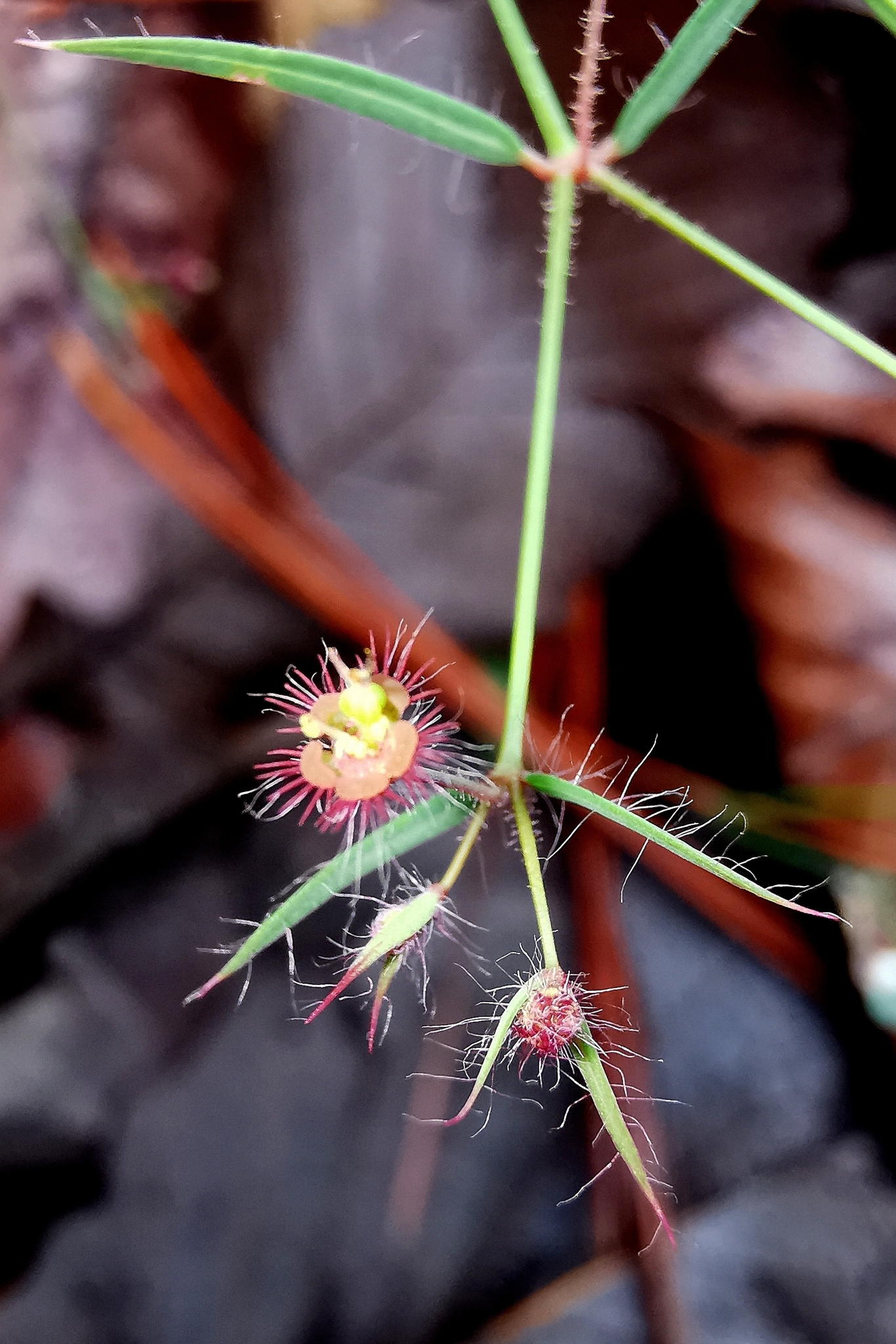 Euphorbia guadalajarana