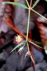 Euphorbia guadalajarana