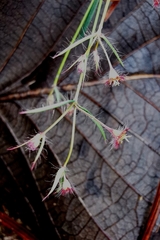 Euphorbia guadalajarana