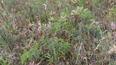 Astragalus canadensis
