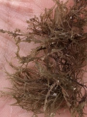 Endocladia