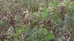 Astragalus canadensis
