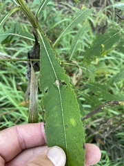 Neolasioptera vernoniae