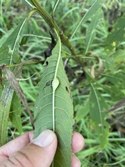 Neolasioptera vernoniae
