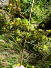Bromus nottowayanus