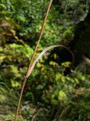 Bromus nottowayanus