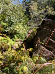 Bromus nottowayanus