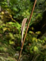 Bromus nottowayanus