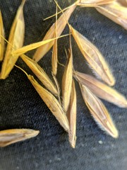 Bromus nottowayanus