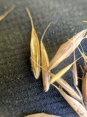 Bromus nottowayanus
