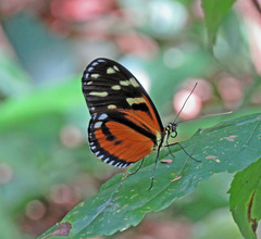 Heliconius ismenius