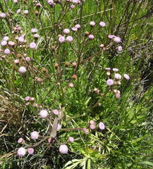 Senecio polyodon polyodon