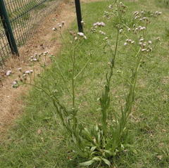 Senecio polyodon polyodon
