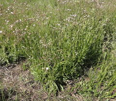 Senecio polyodon polyodon