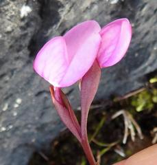 Disa pillansii