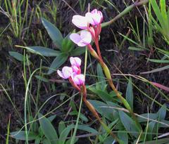 Disa pillansii