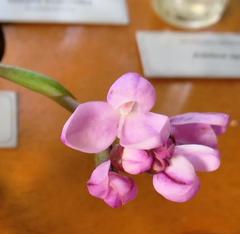 Disa pillansii