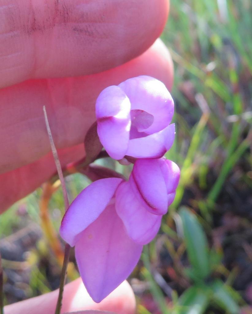 Disa pillansii