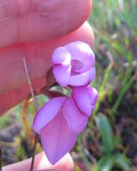 Disa pillansii
