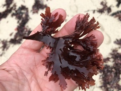 Callophyllis flabellulata