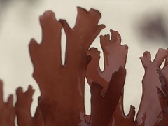 Callophyllis flabellulata