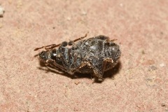 Otiorhynchus hystrix