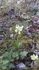 Orchis pauciflora