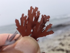 Callophyllis flabellulata