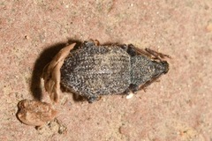 Otiorhynchus hystrix