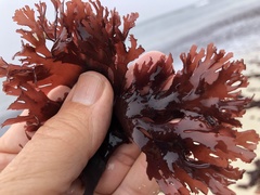 Callophyllis flabellulata