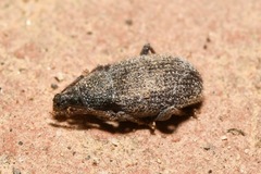 Otiorhynchus hystrix