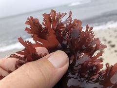 Callophyllis flabellulata