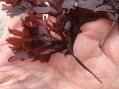 Callophyllis flabellulata