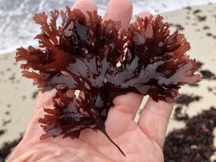 Callophyllis flabellulata