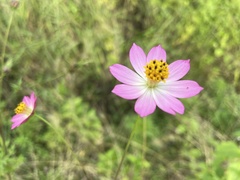 Cosmos caudatus