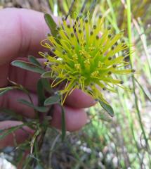 Leucospermum gracile