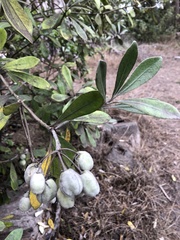 Pittosporum crassifolium