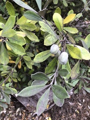 Pittosporum crassifolium