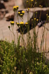 Senecio paniculatus
