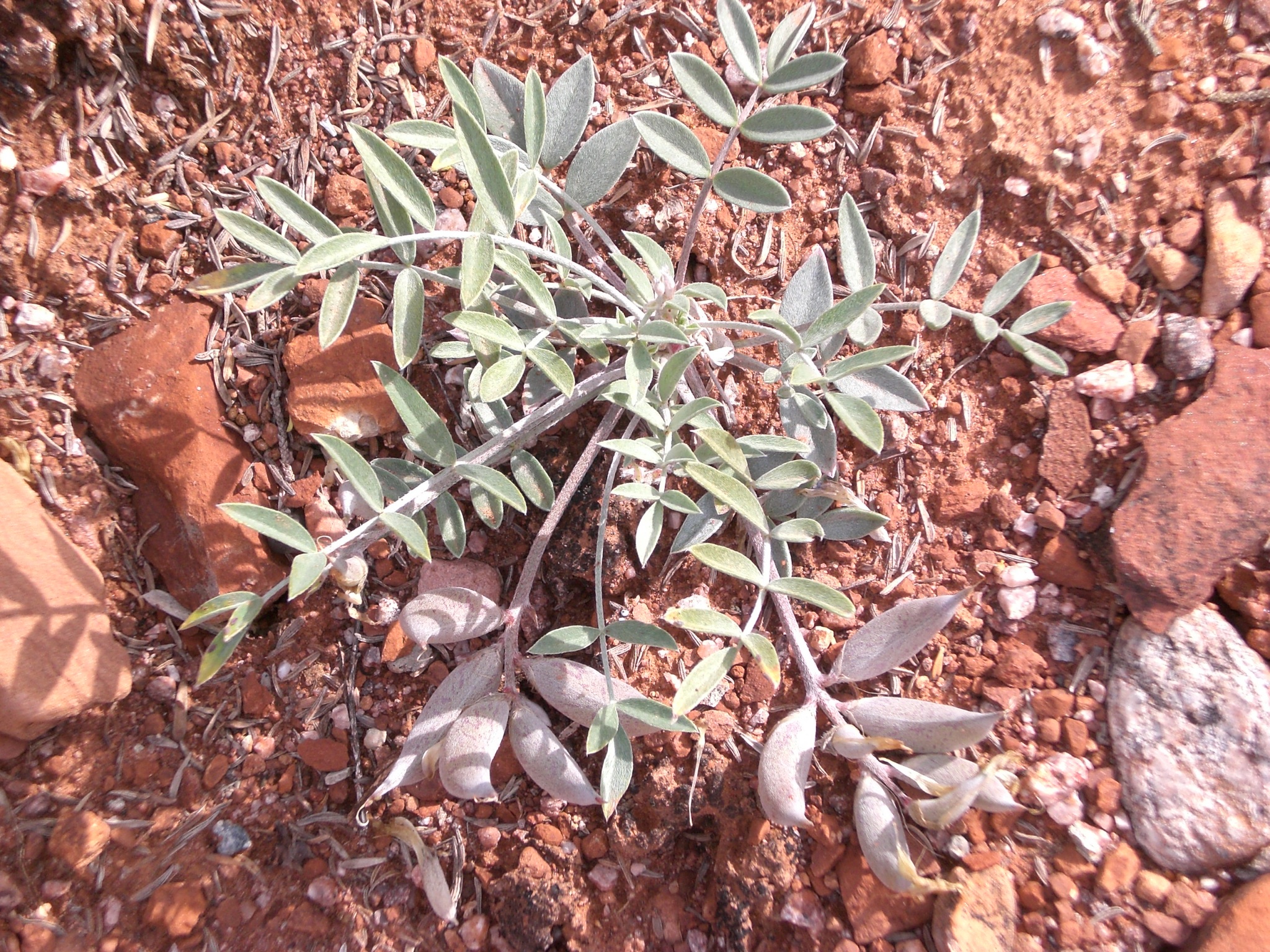 Astragalus piscator