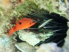 Apogon maculatus