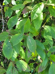 Magnoliopsida