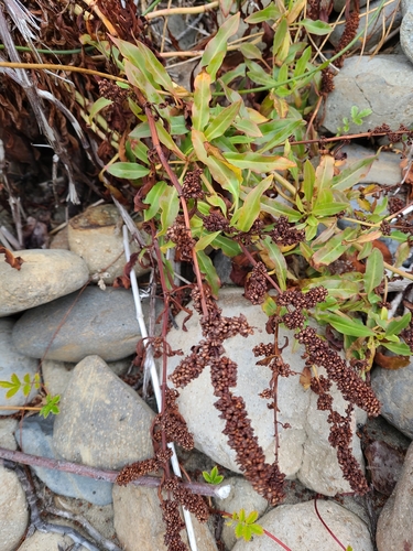 Image of Rumex transitorius by no rights reserved