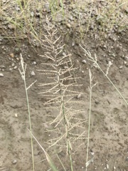 Leptochloa panicoides