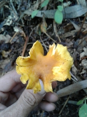 Cantharellus amethysteus