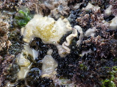 Lithophyllum hibernicum