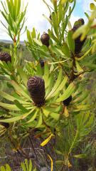 Leucadendron platyspermum