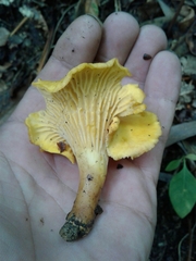 Cantharellus amethysteus