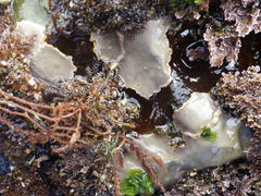 Lithophyllum hibernicum