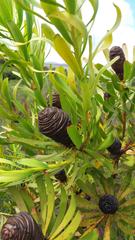 Leucadendron platyspermum